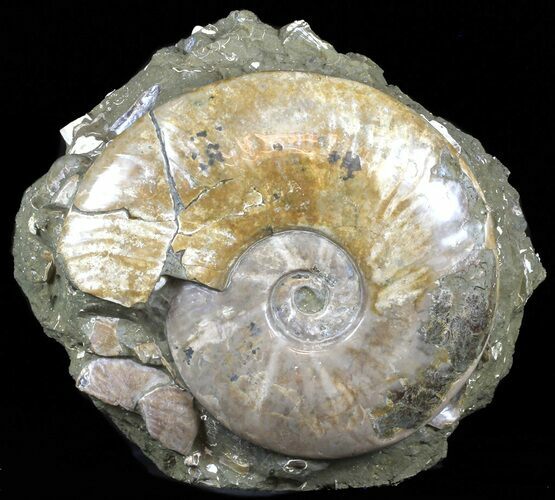Beautiful, Polished Ammonite Fossil - Madagascar #59721